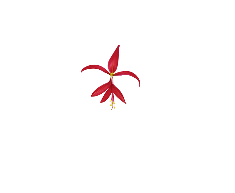 LOGO-WEB-TRANSP-1