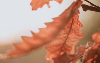 Despierta tus sentidos